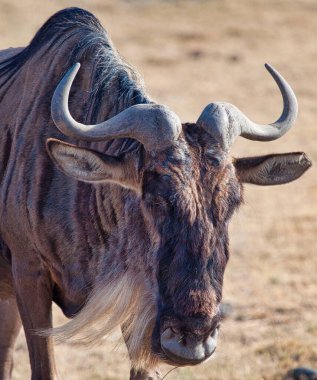 Antiloplar Tanzanya ve Kenya arasında yıllık göç ederler..