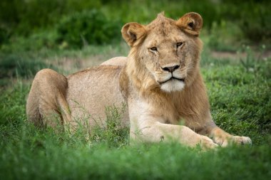 Afrika 'daki vahşi aslanlar
