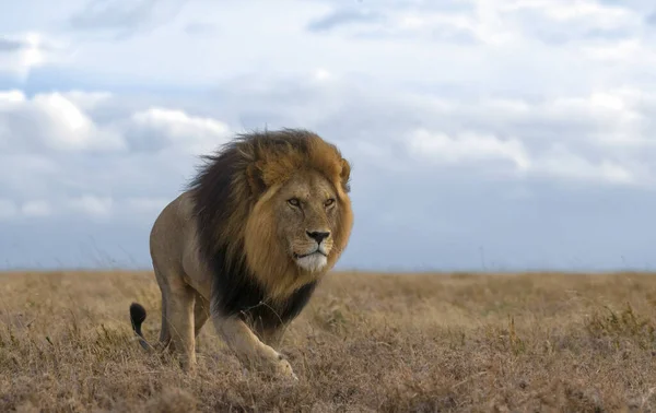 Leones Salvajes África — Foto de Stock