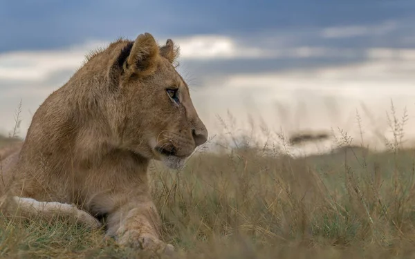 Vilde Løver Afrika - Stock-foto