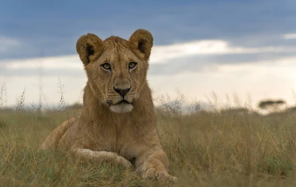 Leões Selvagens África — Fotografia de Stock