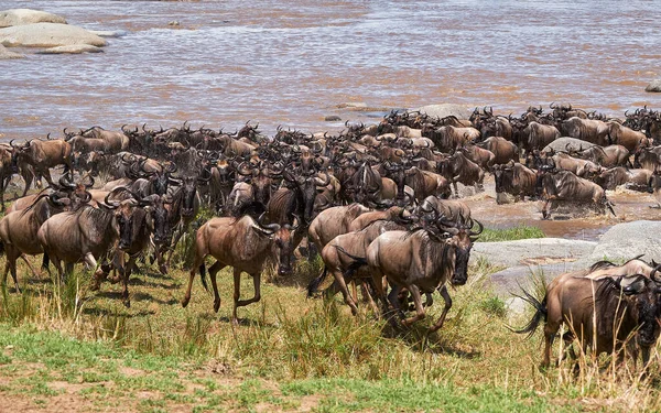 Los Ñus Migran Anualmente Entre Tanzania Kenia — Foto de Stock