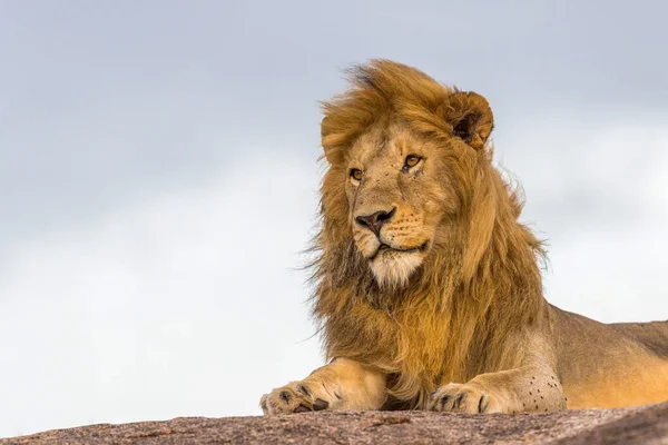 Vilda Lejon Afrika — Stockfoto