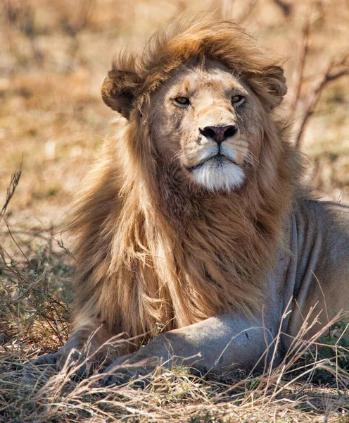 Vilda Lejon Afrika — Stockfoto