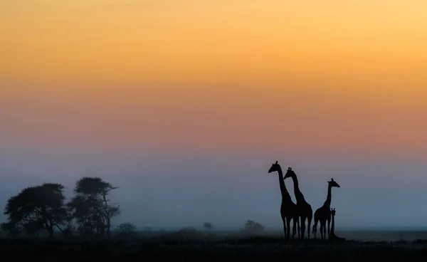 Jirafa Safari Park África — Foto de Stock