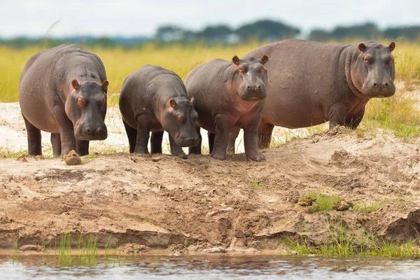 Hipopótamo Común Hippopotamus Amphibius Hipopótamo Acostado Agua — Foto de Stock