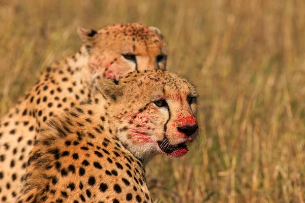 Çita Erkek Yürüyor Avını Arıyor — Stok fotoğraf