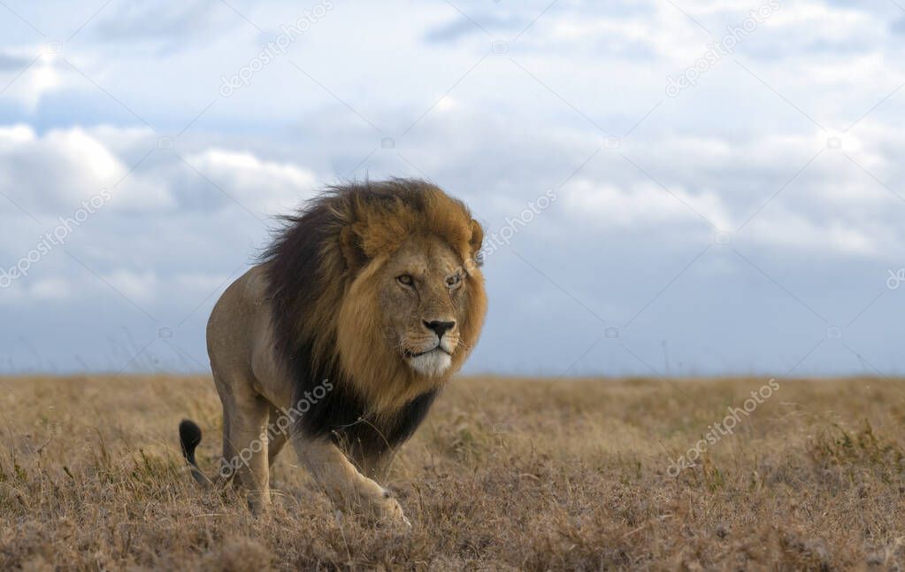 wild lions in Africa