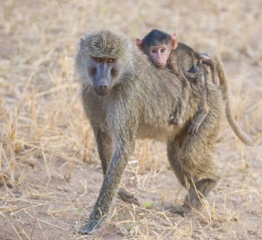 Afrika 'daki Tarangire Ulusal Parkı