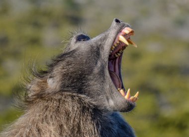 Chacma Baboon, cape Point, South Africa clipart