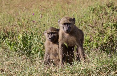 Afrika 'daki Tarangire Ulusal Parkı