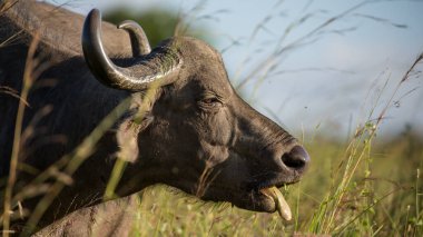 Afrika Bufalosu, Afrika