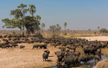 Afrika 'daki Tarangire Ulusal Parkı