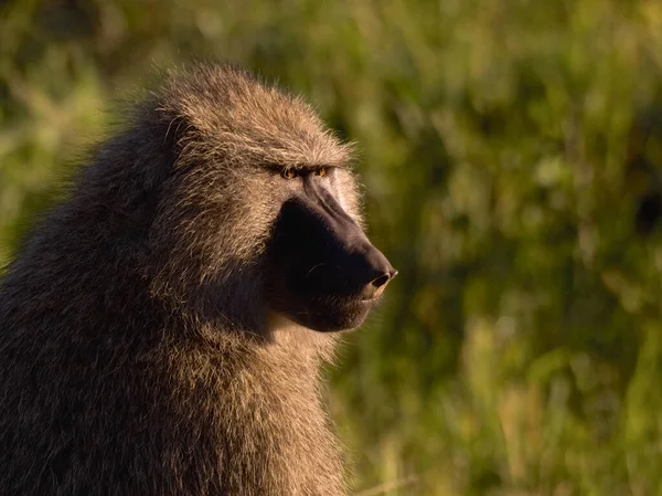 Babuíno Natureza África — Fotografia de Stock