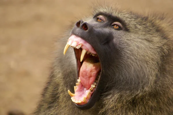 Babuíno Natureza África — Fotografia de Stock