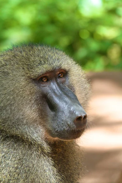 Babuíno Natureza África — Fotografia de Stock