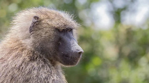 Babuíno Natureza África — Fotografia de Stock