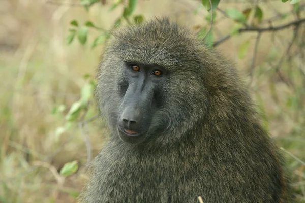 Parque Nacional Tarangire África — Fotografia de Stock