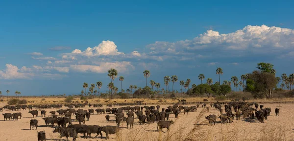 Parque Nacional Tarangire África — Foto de Stock