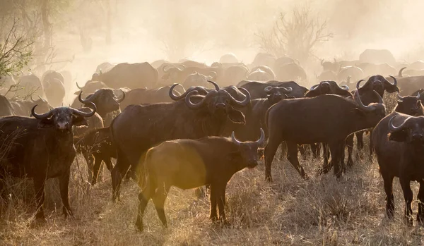 Búfalo Africano Del Cabo África — Foto de Stock
