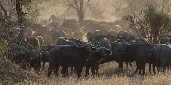 Búfalo Africano Del Cabo África — Foto de Stock