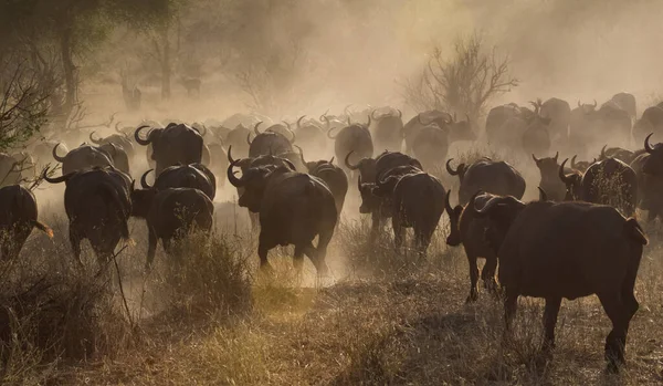 Búfalo Africano Del Cabo África — Foto de Stock