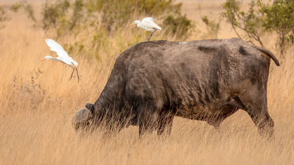 African Cape Buffalo Africa — Stock Photo, Image