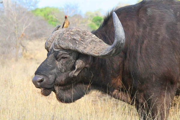 Búfalo Africano Del Cabo África — Foto de Stock