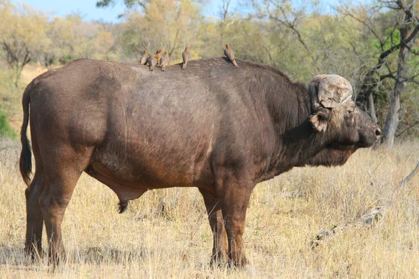 Afrikaanse Kaap Buffel Afrika — Stockfoto