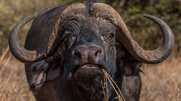 african cape buffalo, Africa