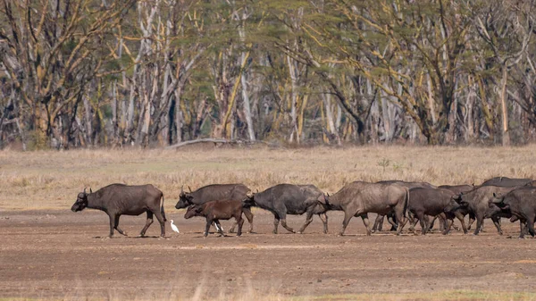 Afrika Bufalosu Afrika — Stok fotoğraf