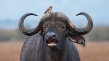 Afrika Bufalosu, Afrika