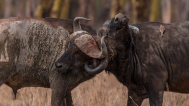 Afrika Bufalosu, Afrika