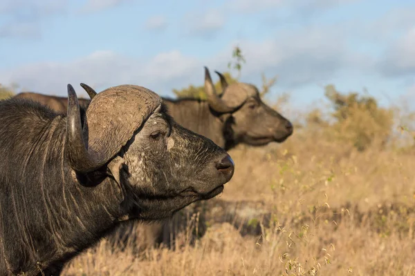 Afrika Bufalosu Afrika — Stok fotoğraf