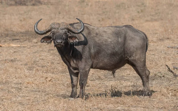 Africký Buvol Mys Afrika — Stock fotografie