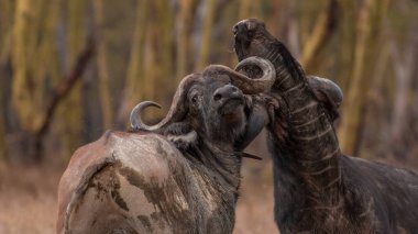 Afrika Bufalosu, Afrika