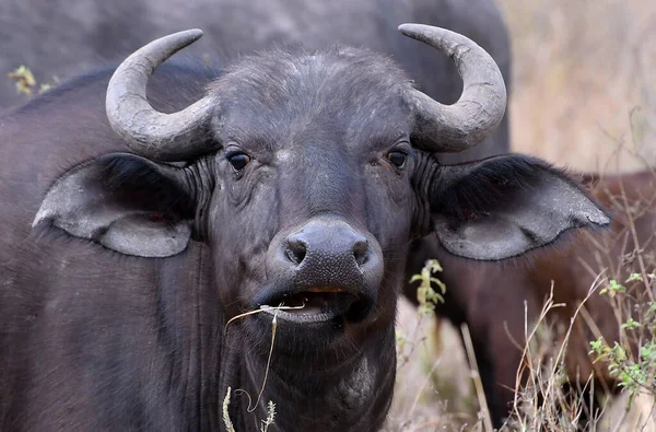 Búfalo Africano Del Cabo África — Foto de Stock