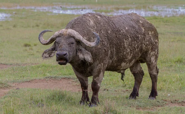 Afrikaanse Kaap Buffel Afrika — Stockfoto