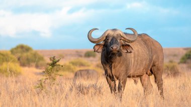 Afrika Bufalosu, Afrika