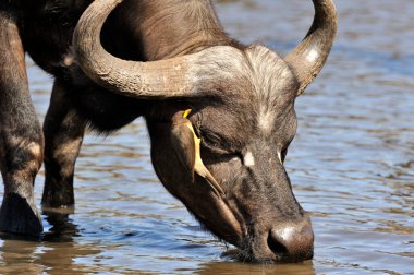 Afrika Bufalosu, Afrika