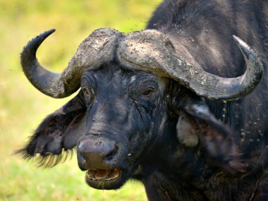Afrika Bufalosu, Afrika