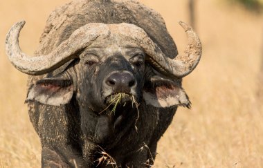 Afrika Bufalosu, Afrika