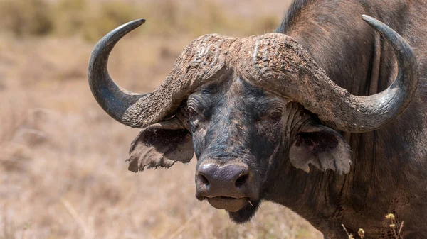 Búfalo Africano Del Cabo África — Foto de Stock