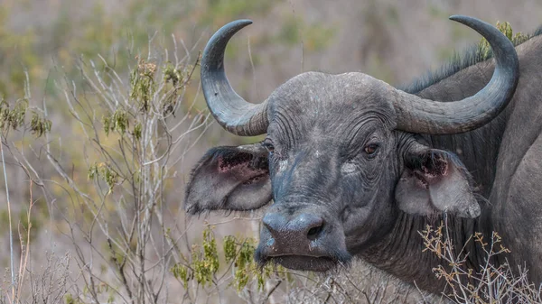 Cape Africaine Buffle Afrique — Photo