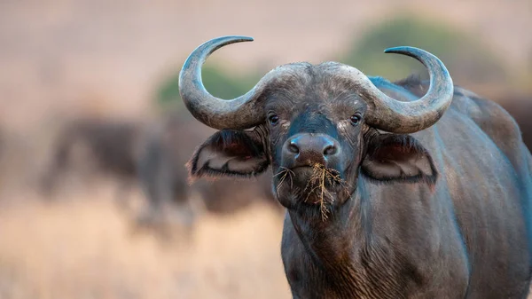 Búfalo Africano Del Cabo África —  Fotos de Stock