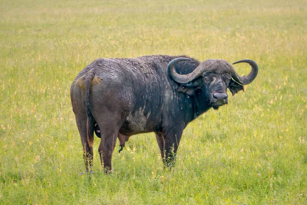 African Cape Buffalo Africa — стокове фото