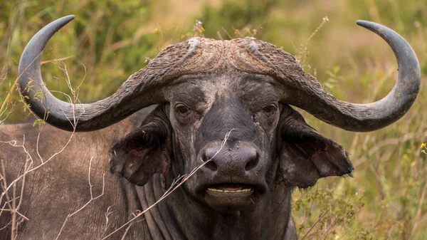 Búfalo Africano Del Cabo África — Foto de Stock