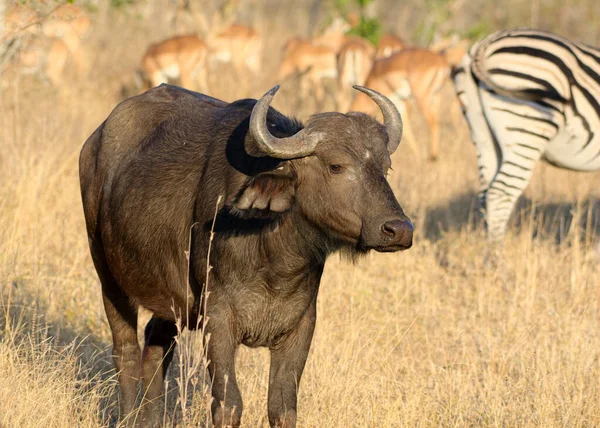 Africký Buvol Mys Afrika — Stock fotografie