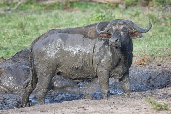 Búfalo Africano Del Cabo África —  Fotos de Stock