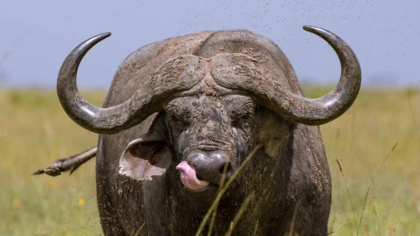 Africký Buvol Mys Afrika — Stock fotografie